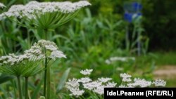 Борщевик Сосновского.