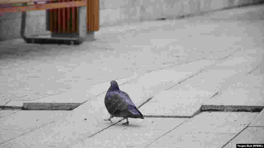 Голубю такие препятствия не страшны, а человек может споткнуться 