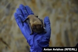 Лилики – головні вороги комарів