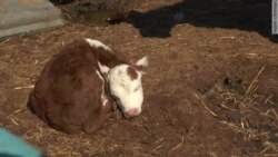 С фермы – в СИЗО С фермы – в СИЗО