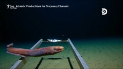 Під час найглибшого занурення на дно океану дослідник знайшов ... сміття – відео Під час найглибшого занурення на дно океану дослідник знайшов ... сміття – відео