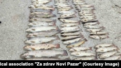 Mrtva riba izvađena iz reke Raške, nadomak Novog Pazara, 28. jun 2025.