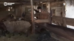 Как живут в Казахстане чеченцы и ингуши, депортированные с Кавказа в 1944 году Как живут в Казахстане чеченцы и ингуши, депортированные с Кавказа в 1944 году