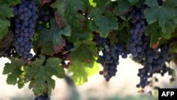 În judeţul Alba, la o podgorie cunoscută, 350 de nepalezi culeg struguri la peste 5000 de km distanţă de casa lor.