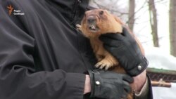Харківський бабак спрогнозував ранню весну (відео) Харківський бабак спрогнозував ранню весну (відео)
