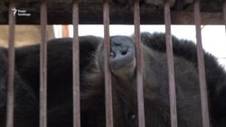 Про ведмедя, якого мали приспати Про ведмедя, якого мали приспати