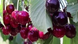 موسمي بدلون په زيارت کې د الوبالو پيداروار اغېزمن کړی موسمي بدلون په زيارت کې د الوبالو پيداروار اغېزمن کړی