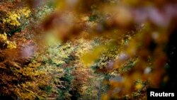 Šuma u blizini Tovarišta, BiH, oktobar 2013.