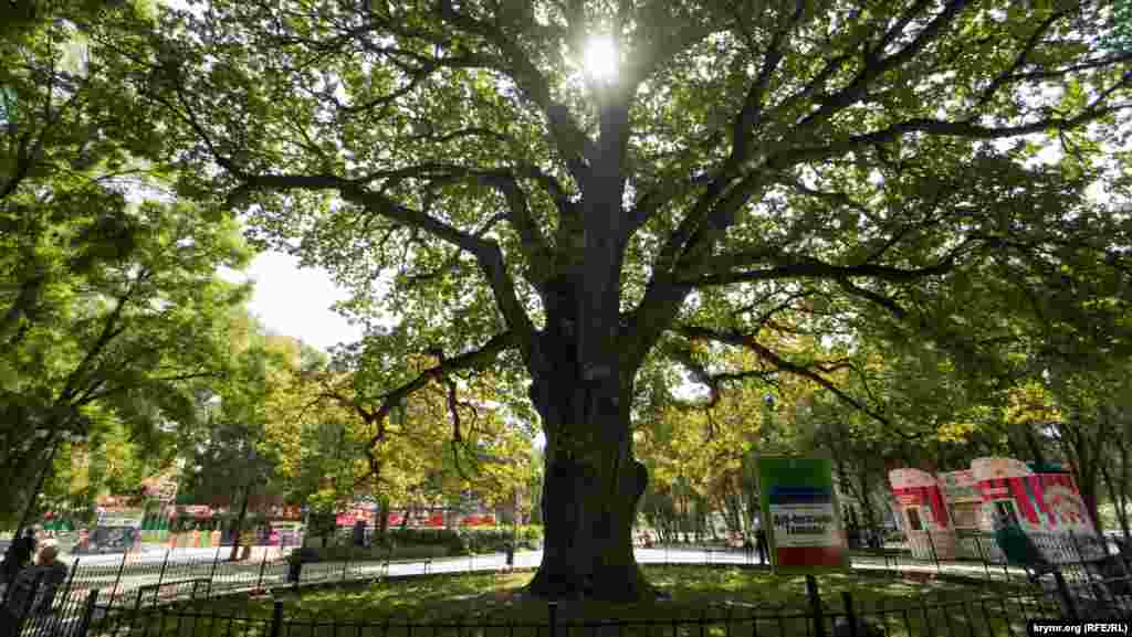 Августовское солнце «затаилось» в кроне дуба «Богатырь Тавриды», который произрастает в Детском парке. Это ботанический памятник природы Симферополя и Крыма с 1972 года. Дерево дуба черешчатого, которому более 600 лет, имеет обхват ствола 6,22 метра и высоту 30 метров